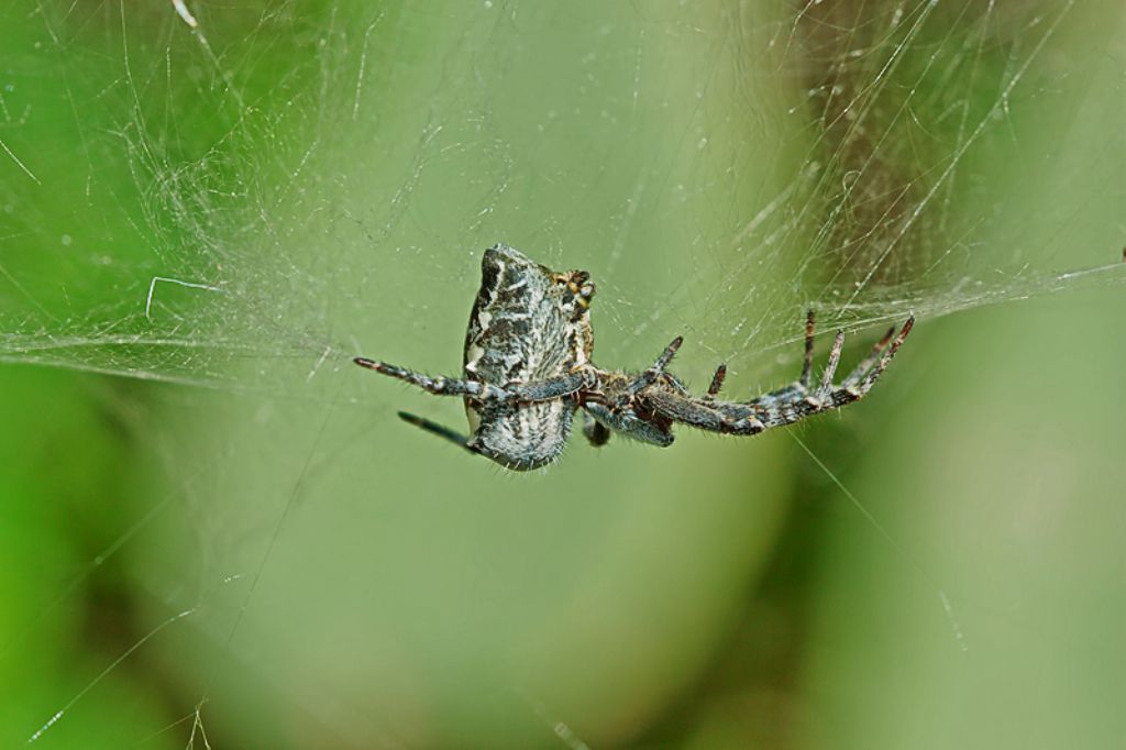 Cyrtophora citricola - Malta